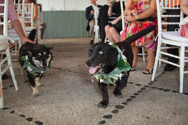 Bridal party dogs walking down the aisle-Stamford wedding photographer
