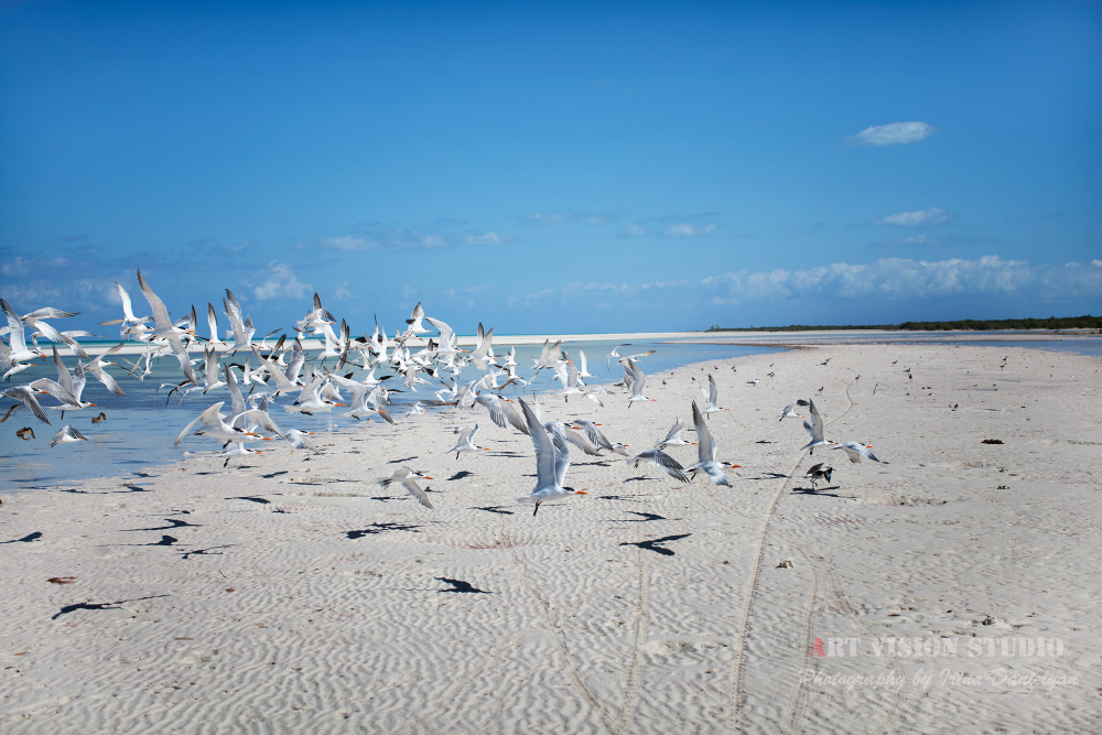 Holbox Island birds - Yum Balan Reserve photos