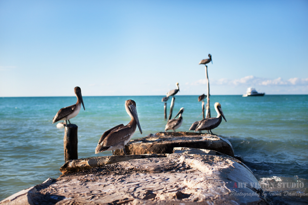 Pelicans of Holbox island - Mexico travel photographer