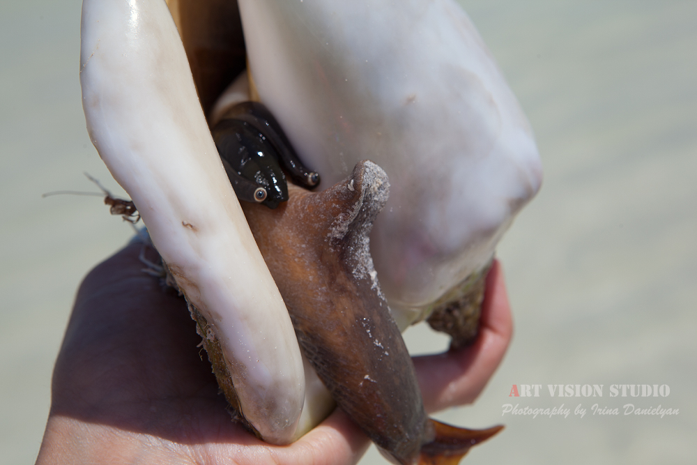 Wildlife in Mexico - A huge seasnail photo of Holbox island