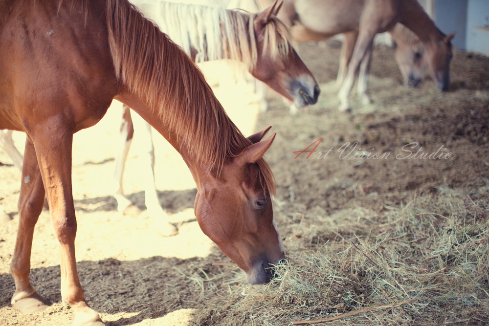 Editorial photographer in CT - Photoshoot horses