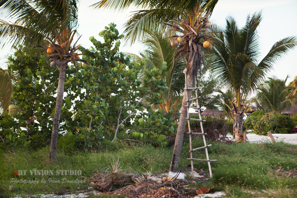 Island living photography - Coconuts of Holbox island